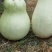 供应150余种文玩葫芦种子