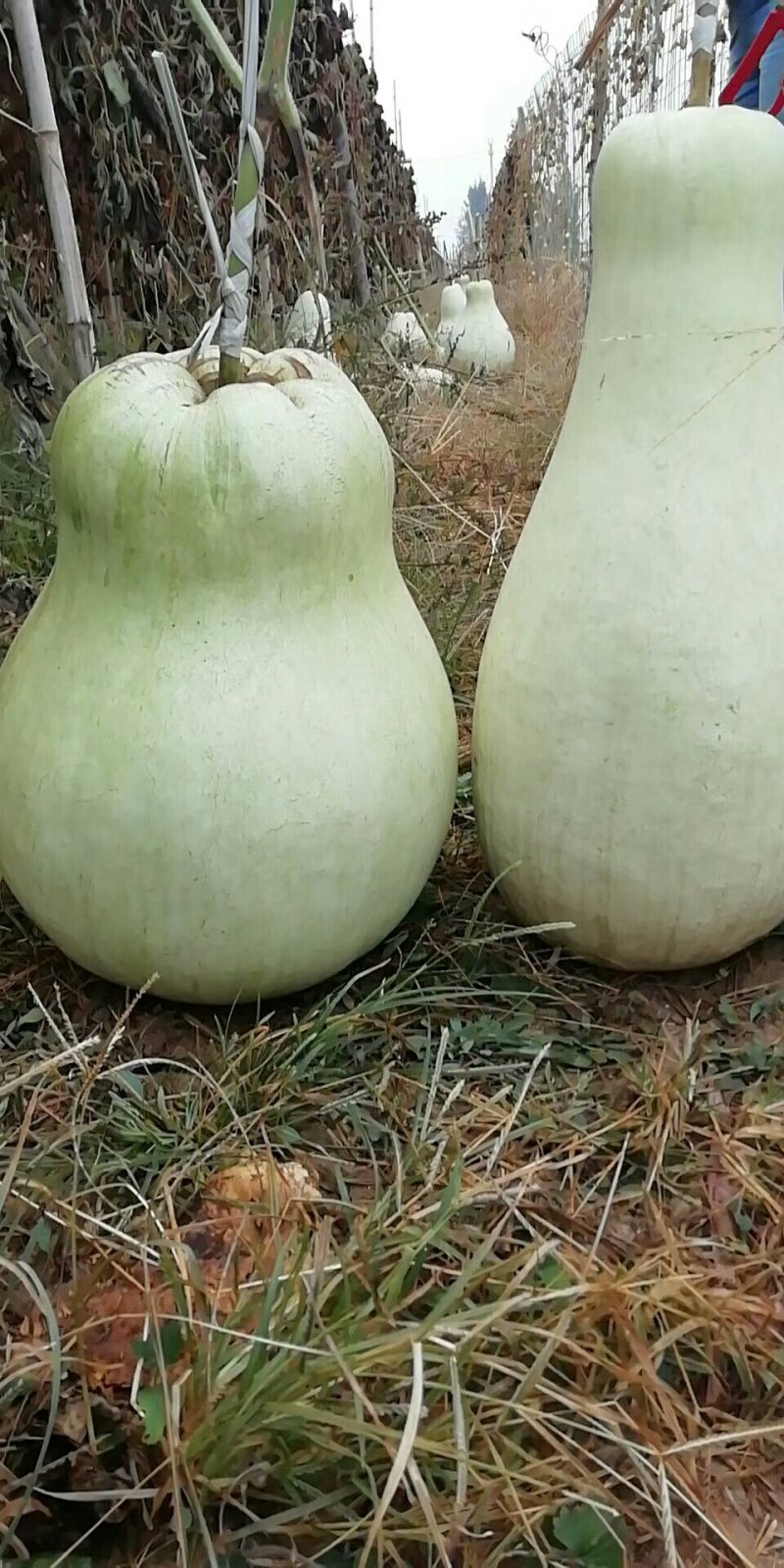 供应150余种文玩葫芦种子