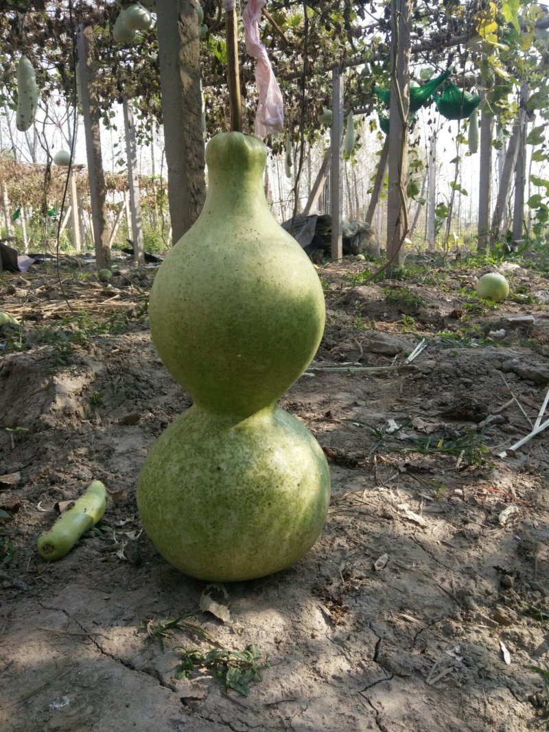 供应150余种文玩葫芦种子