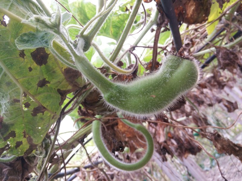 供应150余种文玩葫芦种子