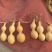 供应150余种文玩葫芦种子