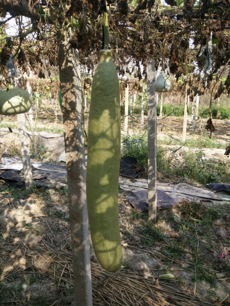 供应150余种文玩葫芦种子