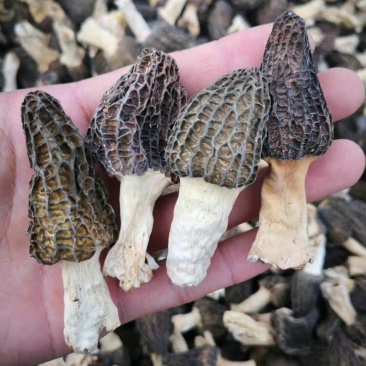 羊肚菌，50g一瓶