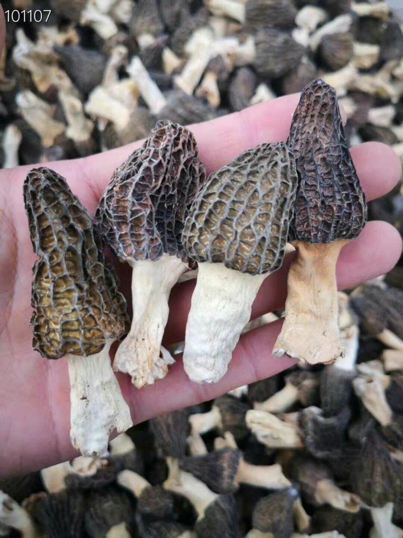 羊肚菌，50g一瓶