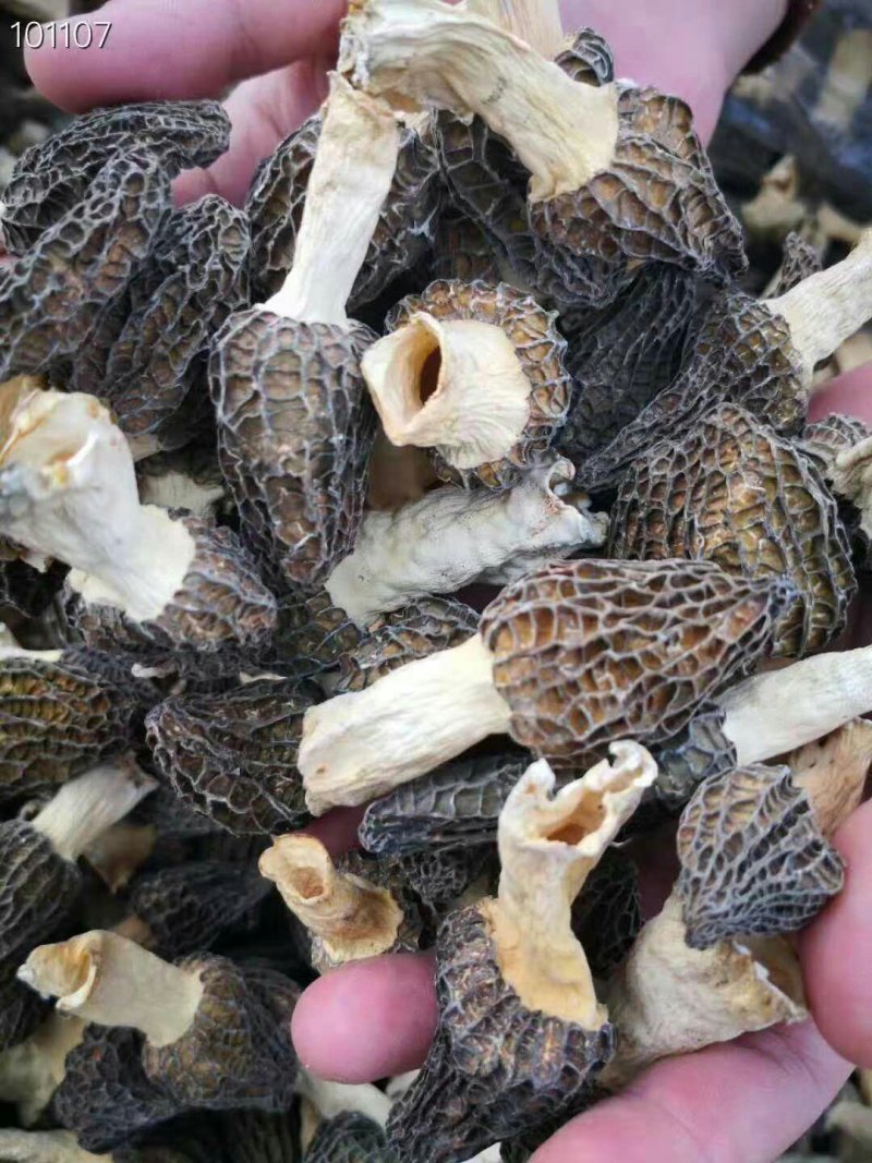 羊肚菌，50g一瓶