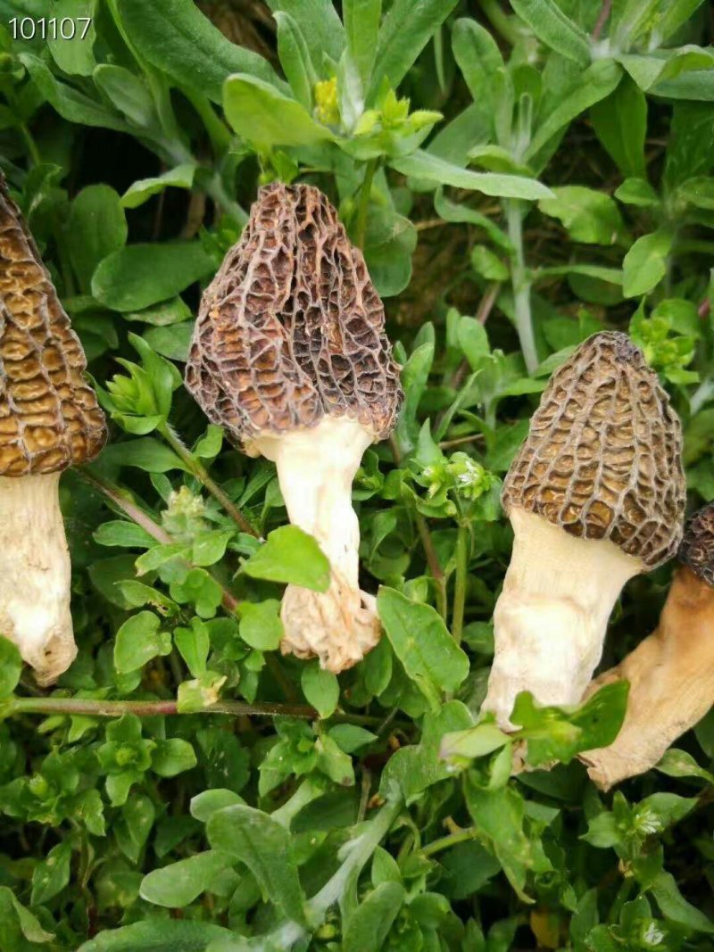 羊肚菌，50g一瓶