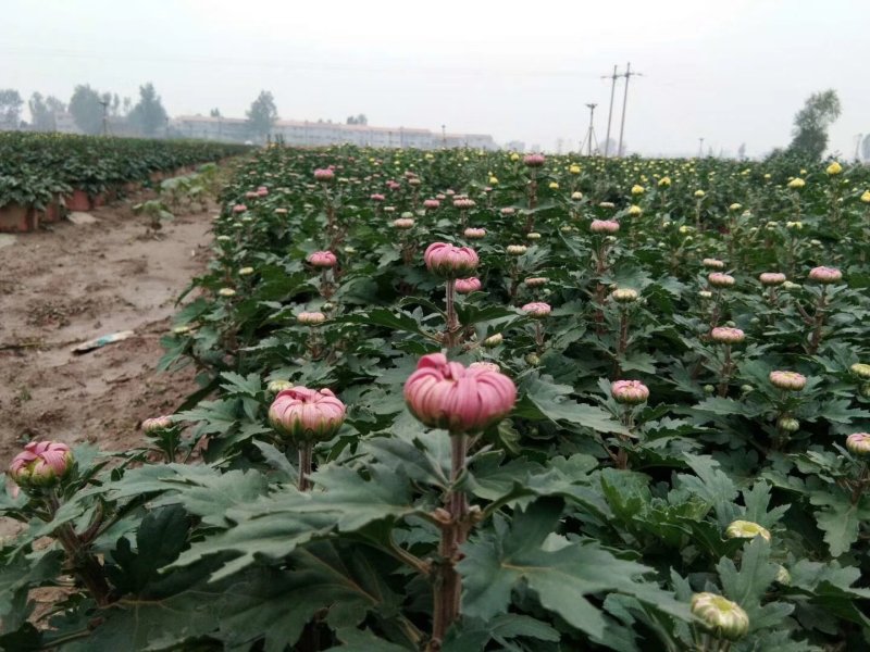 盆栽菊花