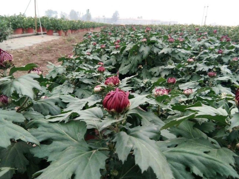 盆栽菊花