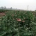 盆栽菊花