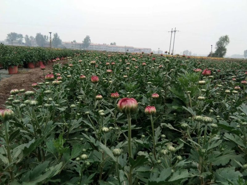 盆栽菊花