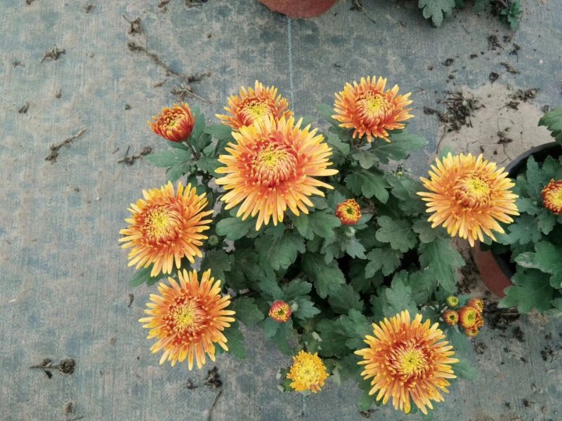盆栽菊花
