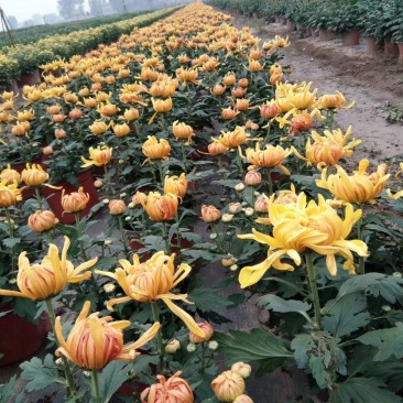 盆栽菊花