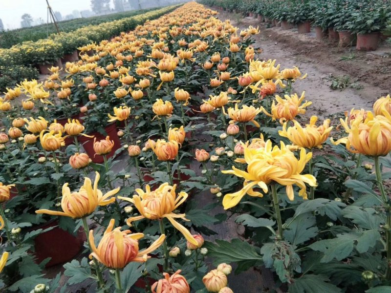 盆栽菊花