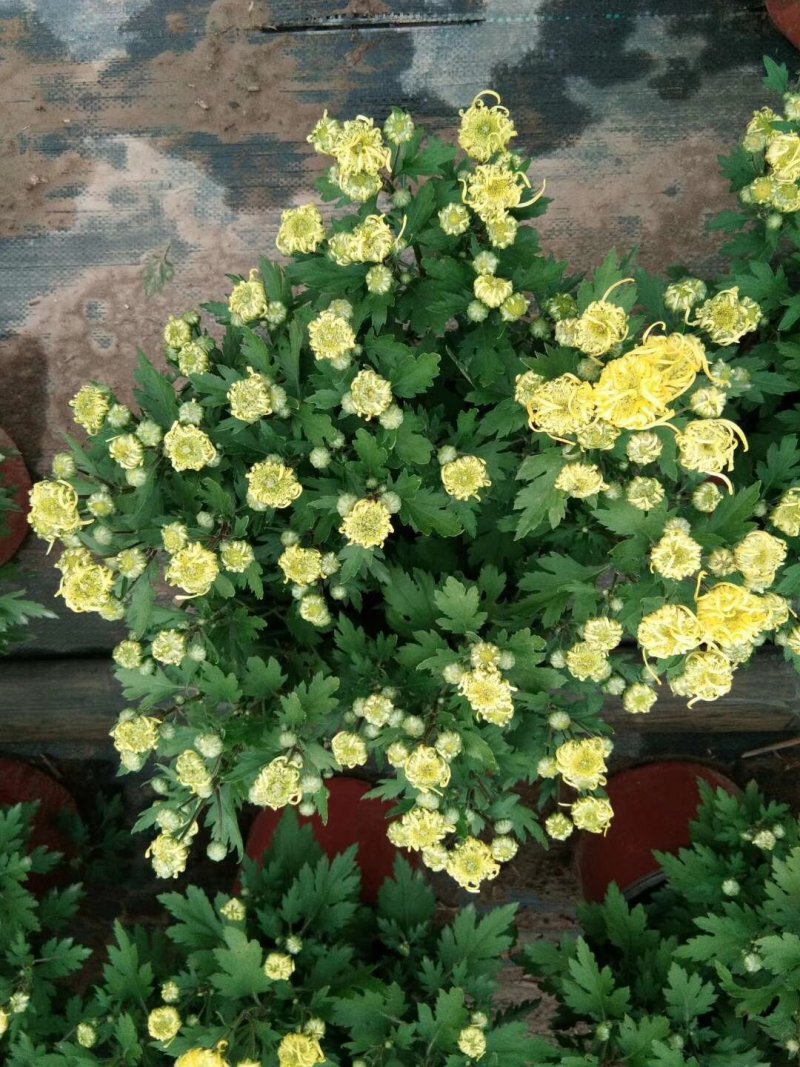 盆栽菊花