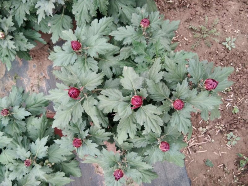 盆栽菊花