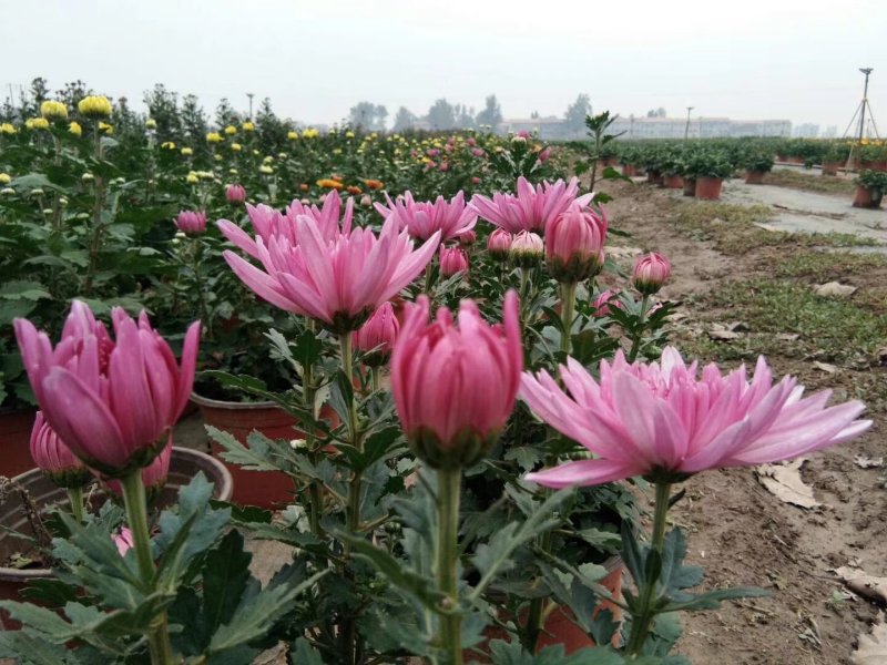 盆栽菊花
