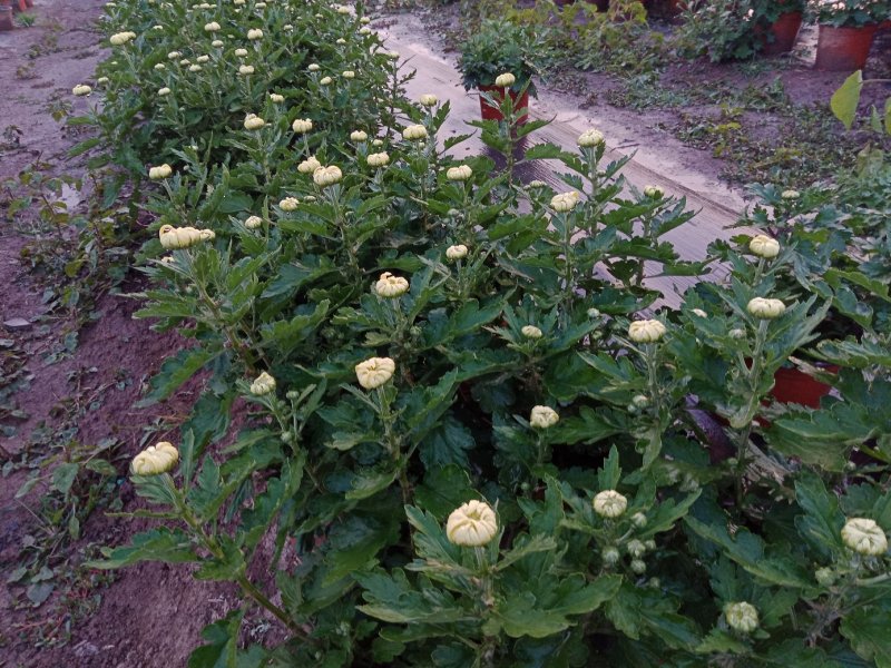 盆栽菊花