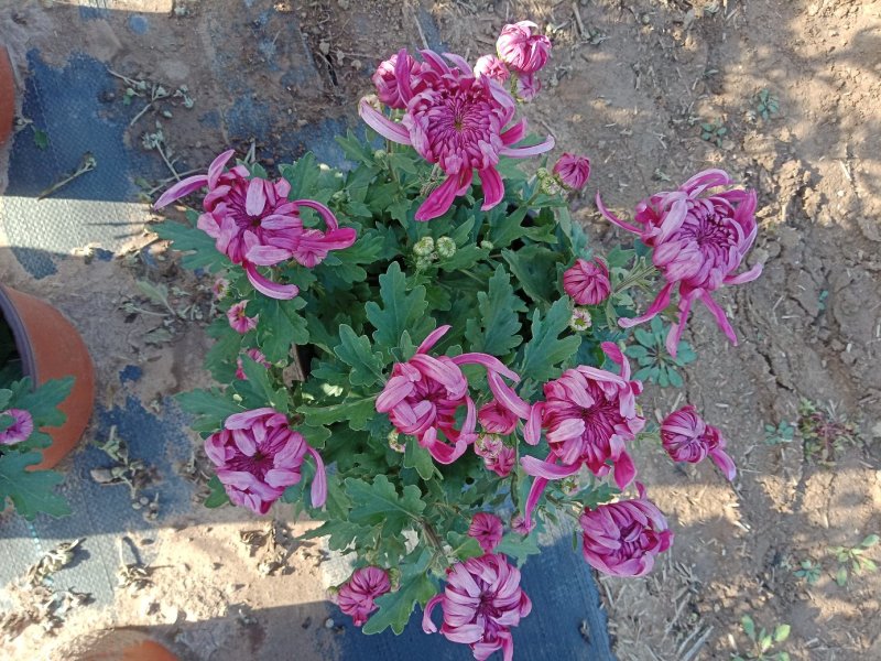 盆栽菊花