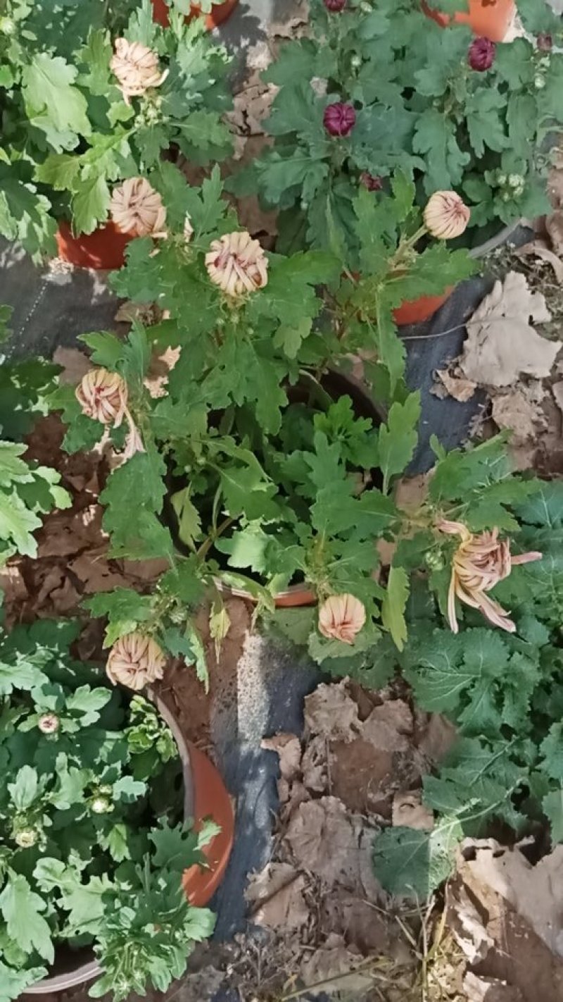 盆栽菊花
