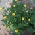 盆栽菊花