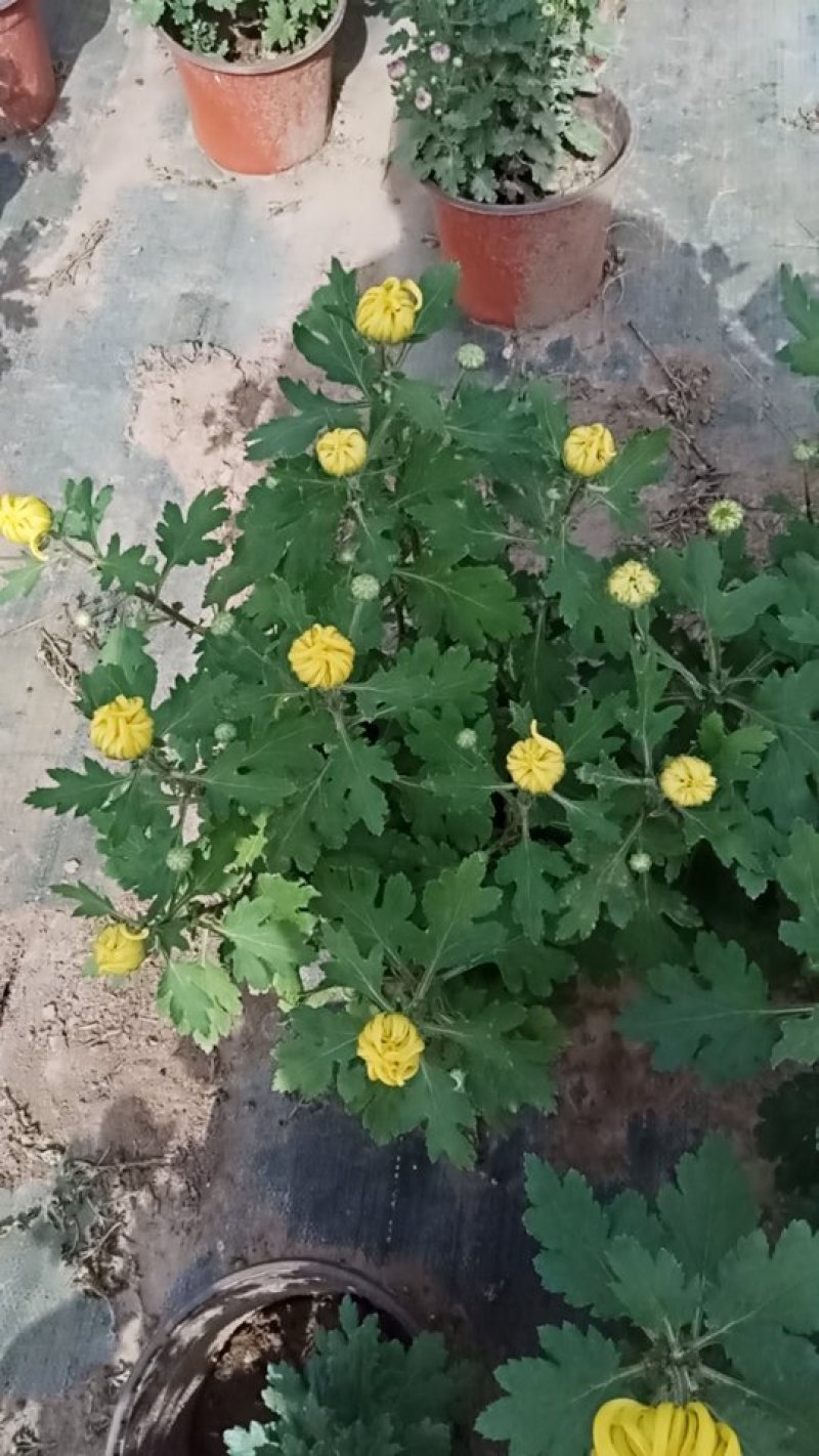 盆栽菊花