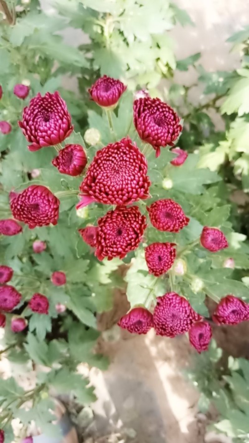 盆栽菊花