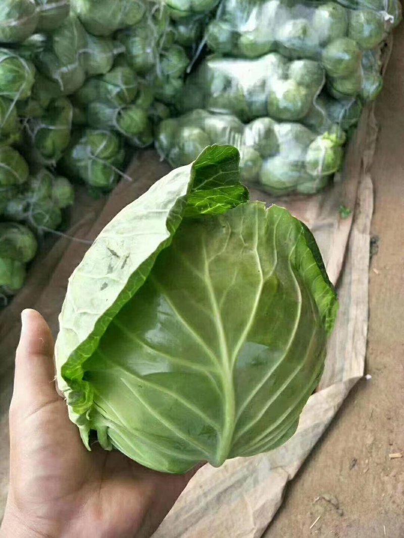绿甘蓝旺旺甘蓝圆包菜普包精包丝网袋均可发货