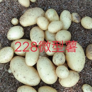 国胜农业微型薯
