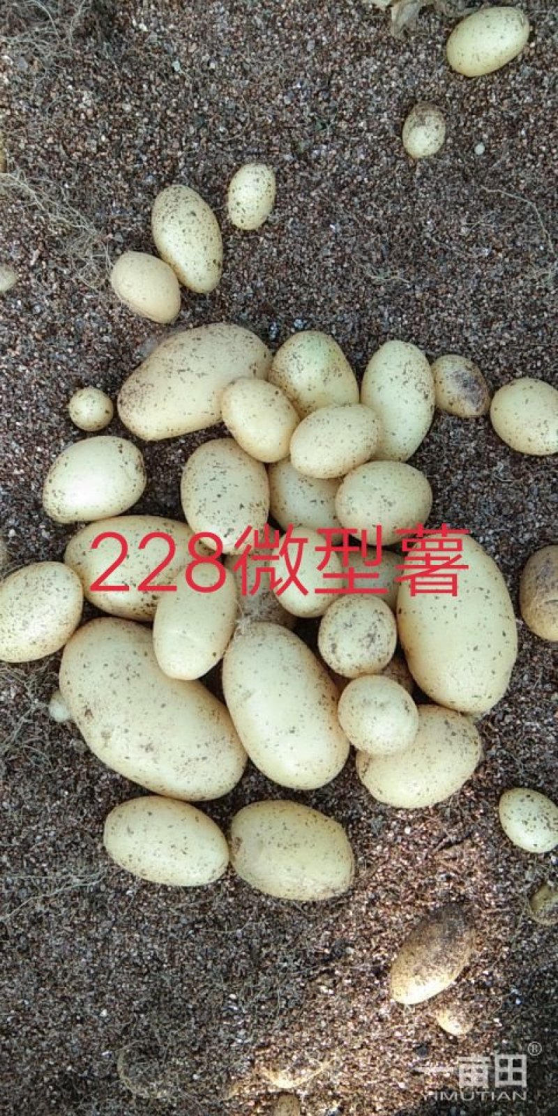 国胜农业微型薯