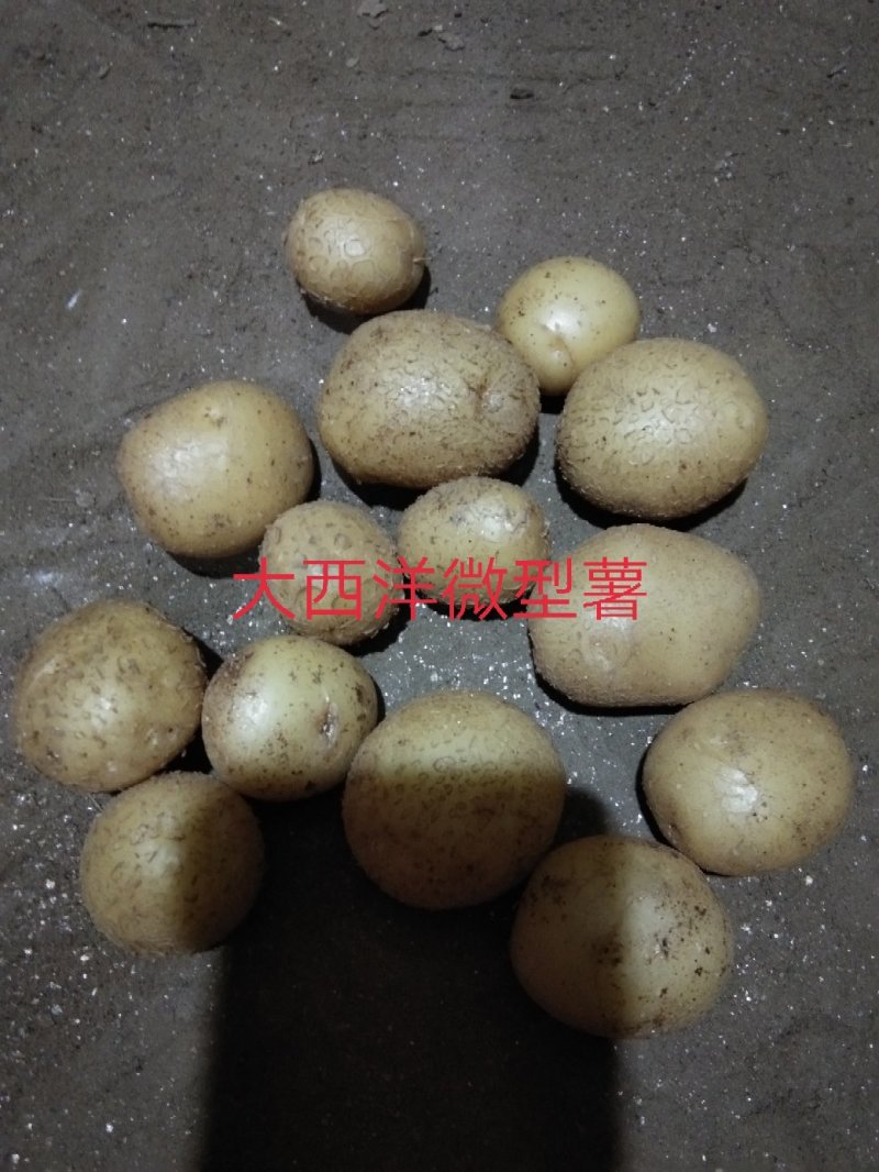 国胜农业微型薯