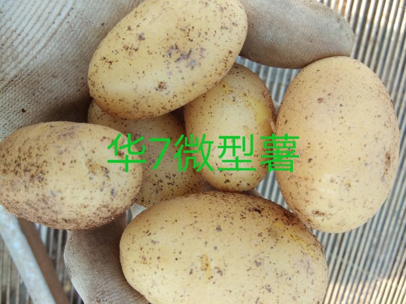 国胜农业微型薯