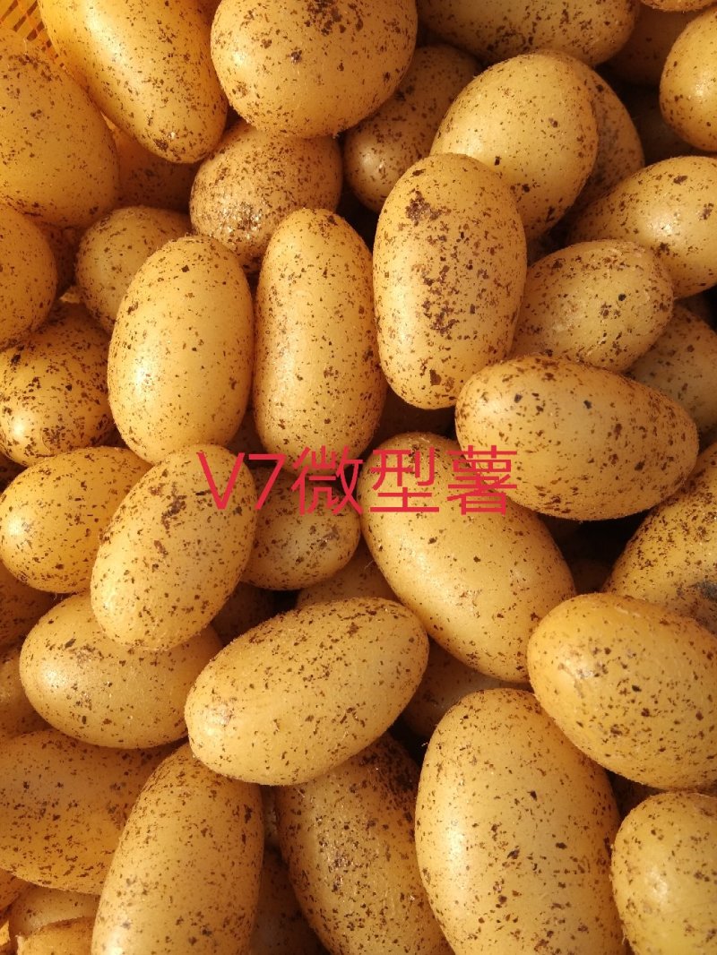 国胜农业微型薯