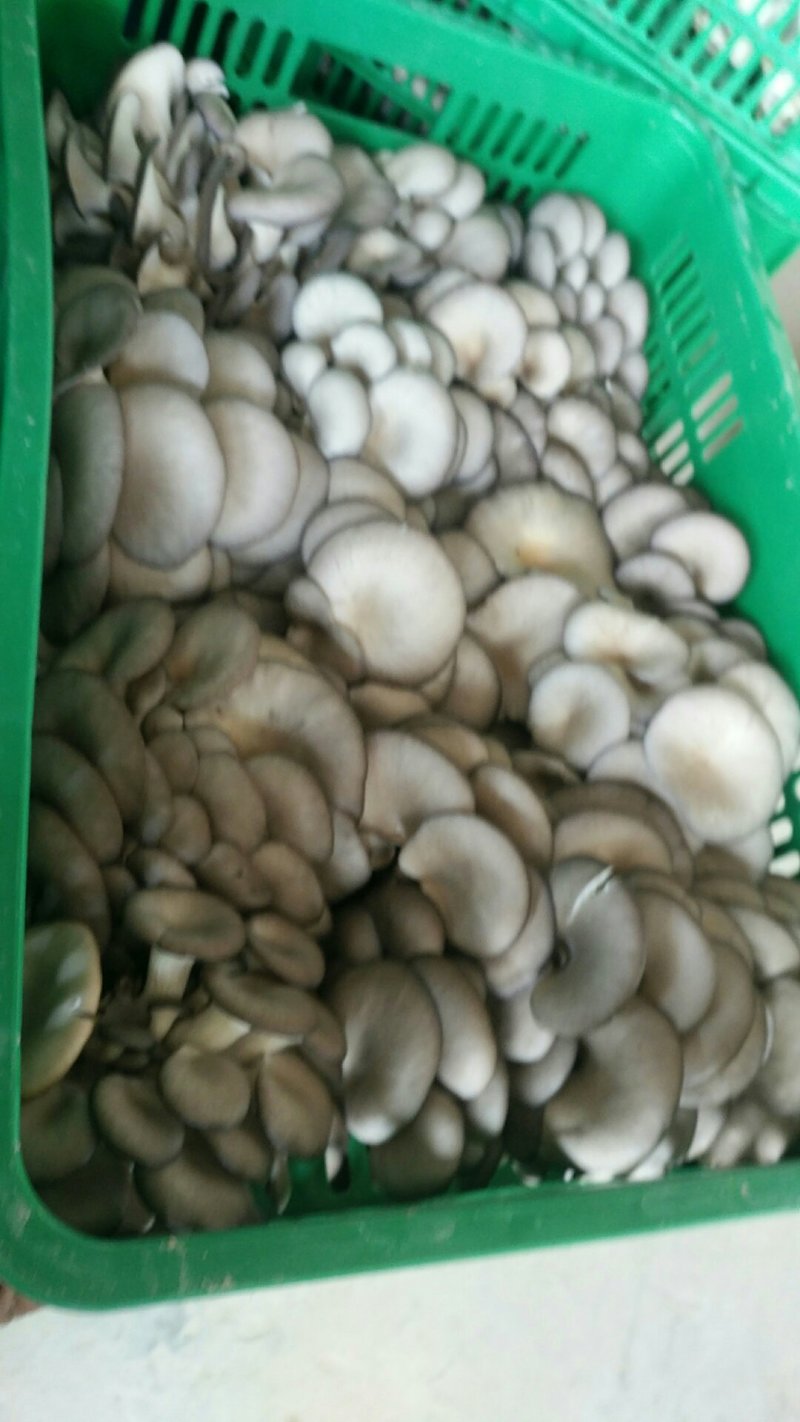 平菇大量批发，品质一级。