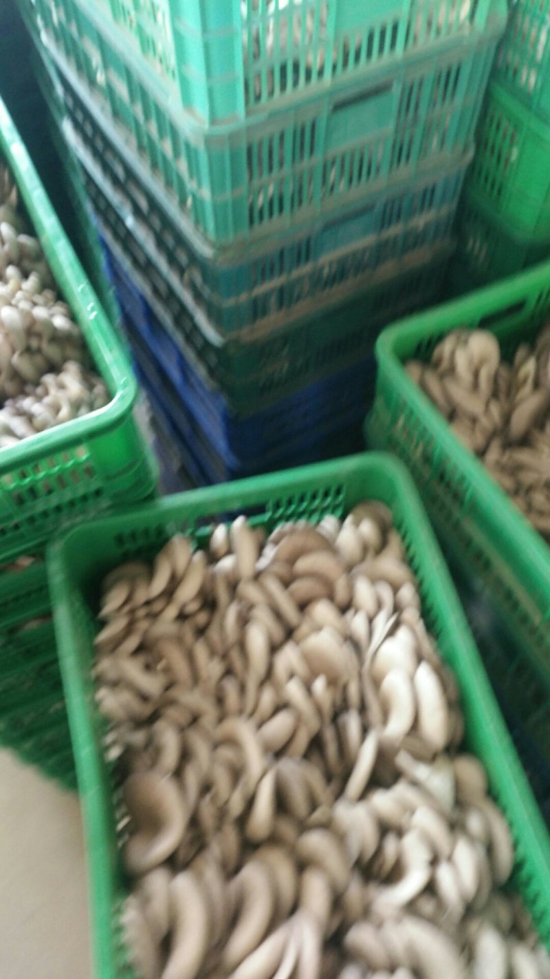 平菇大量批发，品质一级。