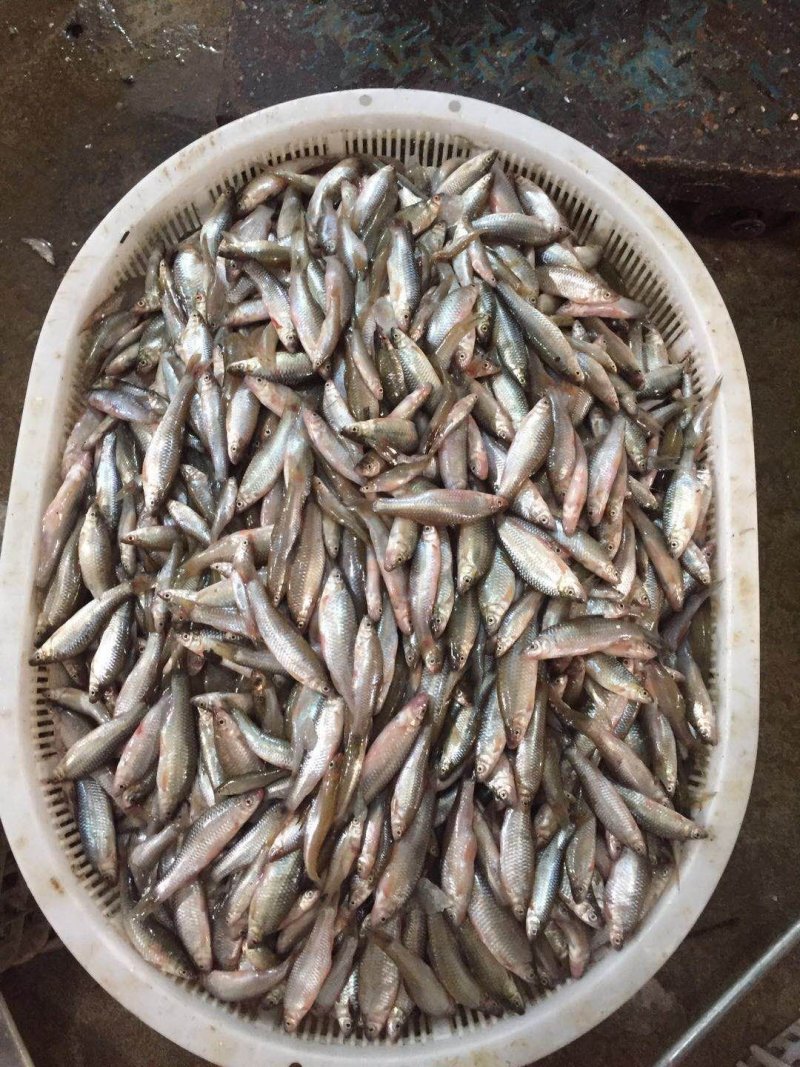 麦穗鱼麻鱼冰鲜冻品供应