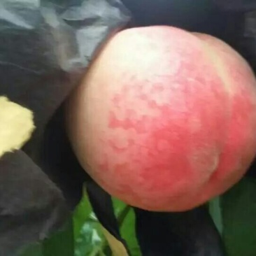 桃树苖