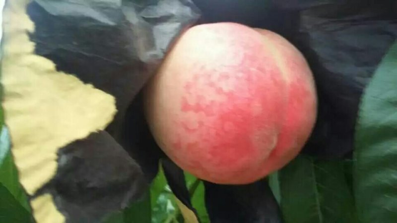 桃树苖