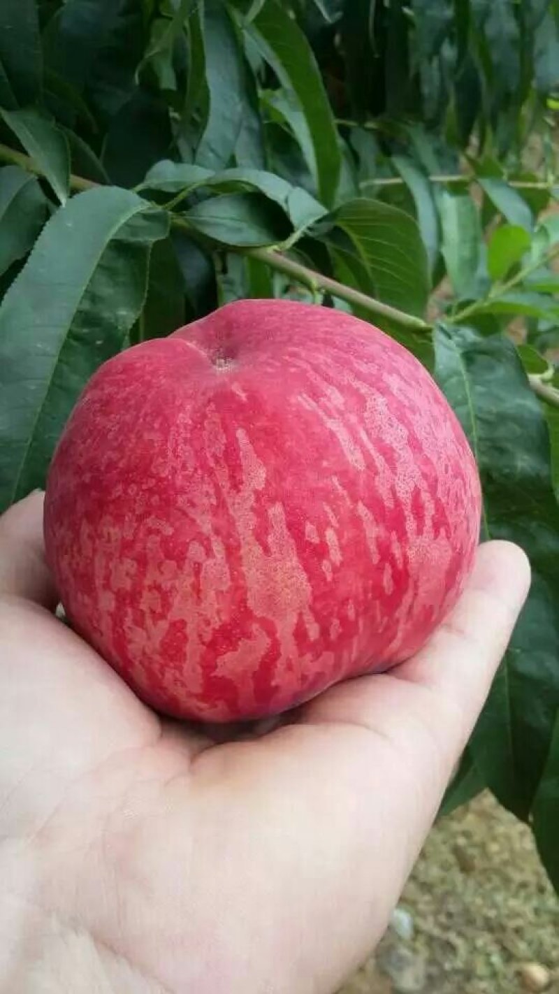 桃树苖