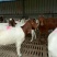肉羊出肉率高，年前急售3000只屠宰肉羊量大批发全国