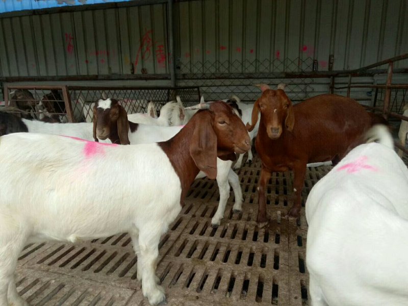 肉羊出肉率高，年前急售3000只屠宰肉羊量大批发全国