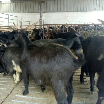 肉羊出肉率高，年前急售3000只屠宰肉羊量大批发全国