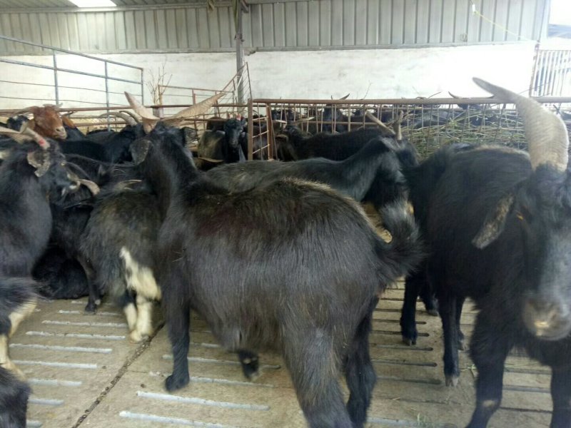 肉羊出肉率高，年前急售3000只屠宰肉羊量大批发全国