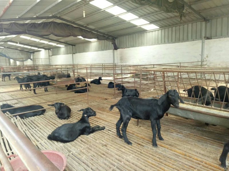 肉羊出肉率高，年前急售3000只屠宰肉羊量大批发全国