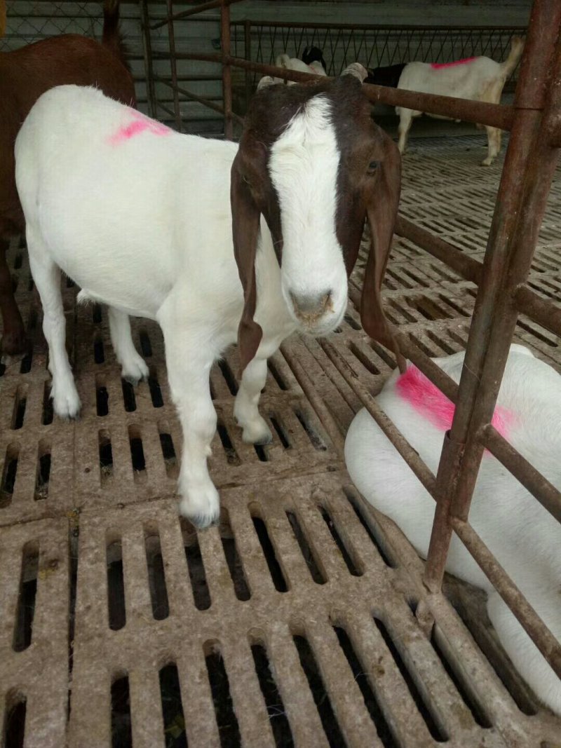 肉羊出肉率高，年前急售3000只屠宰肉羊量大批发全国
