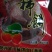 富平柿饼，独立包装，包装盒。批发零售