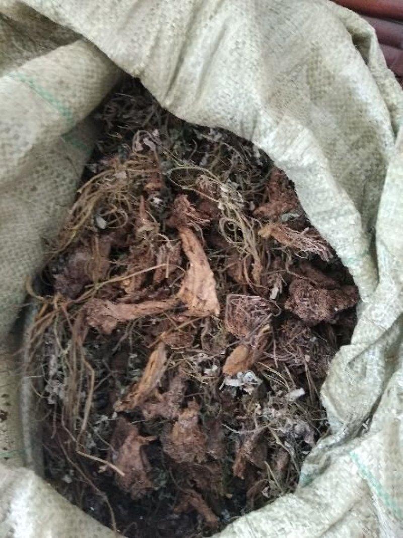 野生岩黄连