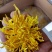 金丝皇菊