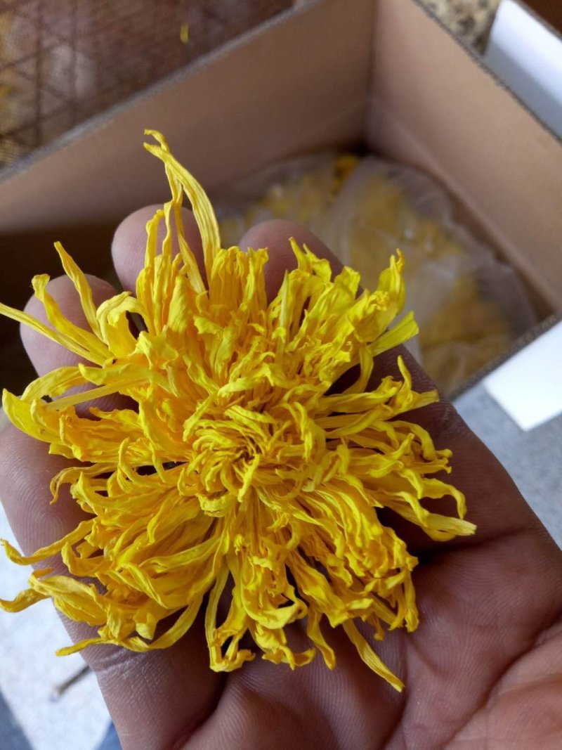 金丝皇菊