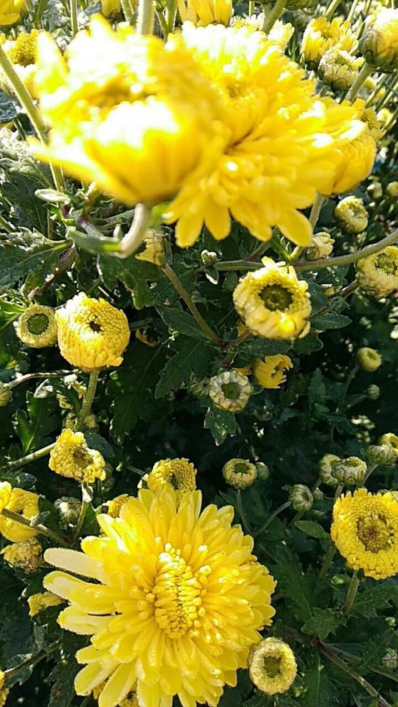 金丝皇菊