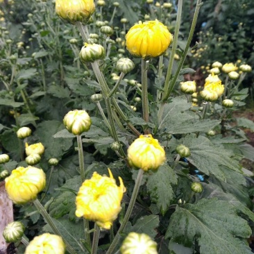 金丝皇菊